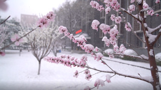中传浪漫春雪